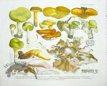 Mushroom Atlas 16